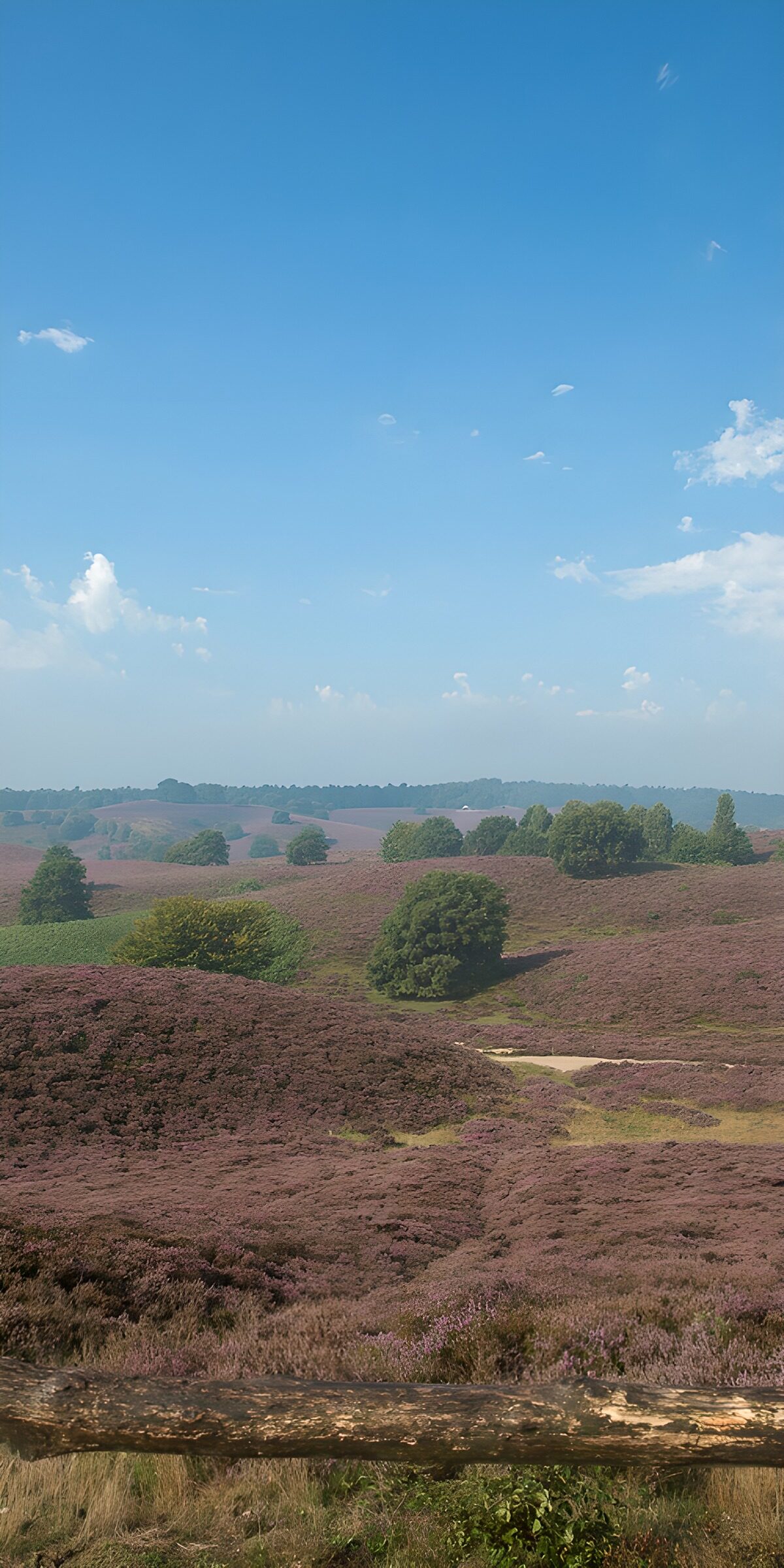 Prachtig Heidelandschap in de Zomer