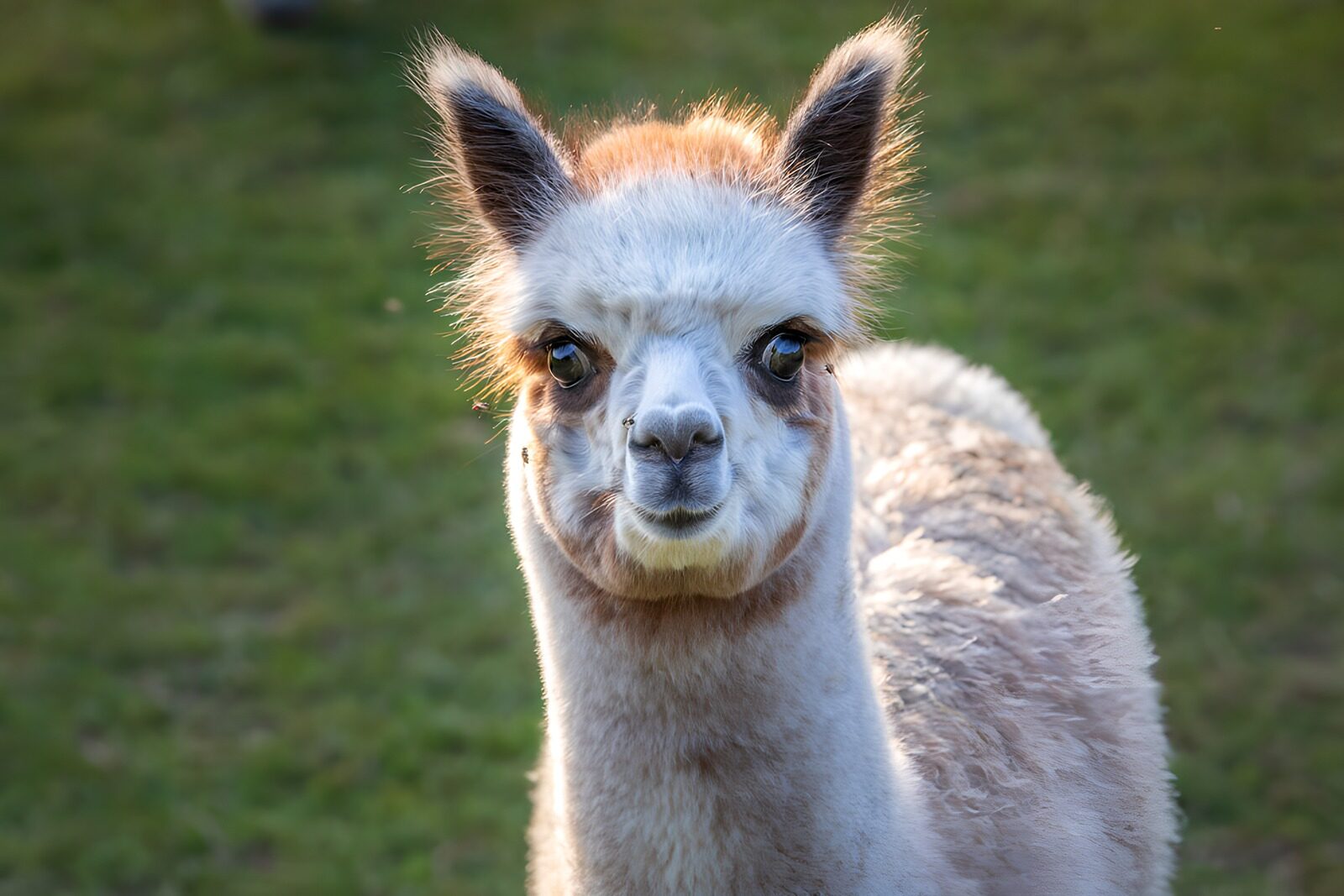 TP66041: Schattige alpaca in de natuur