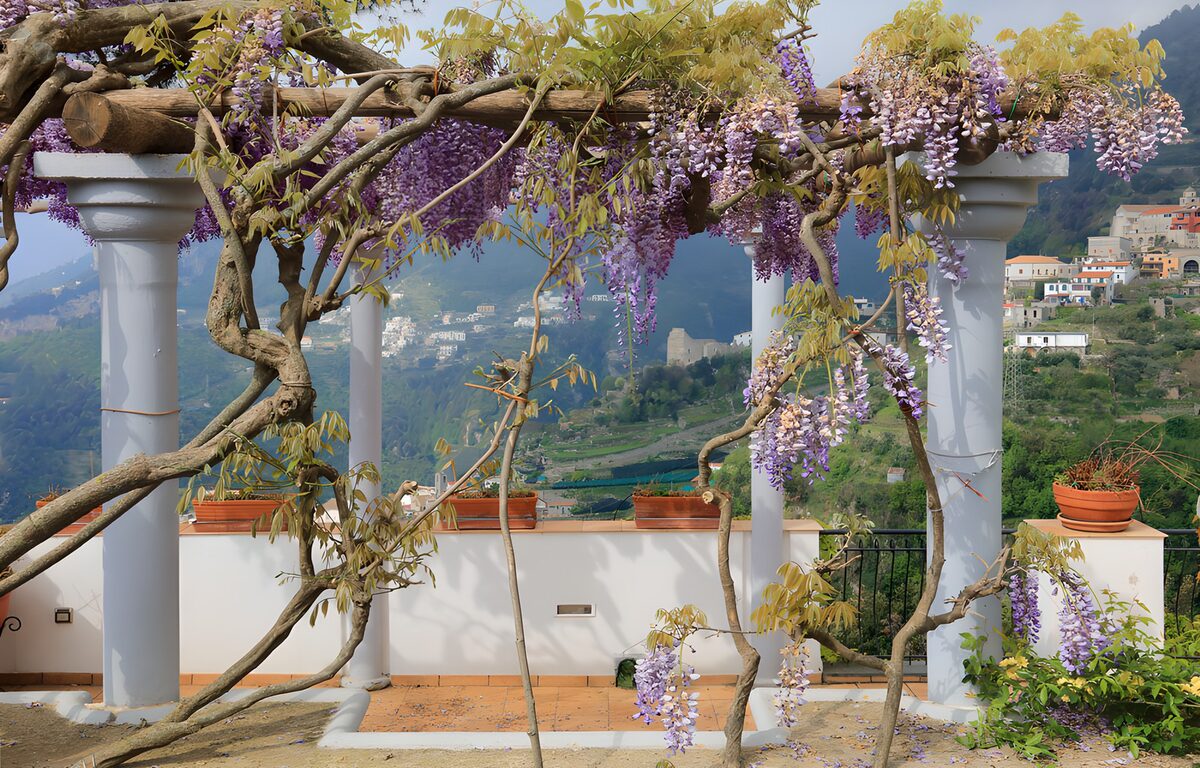 TP87111: Prachtige bloeiende wisteria op pergola