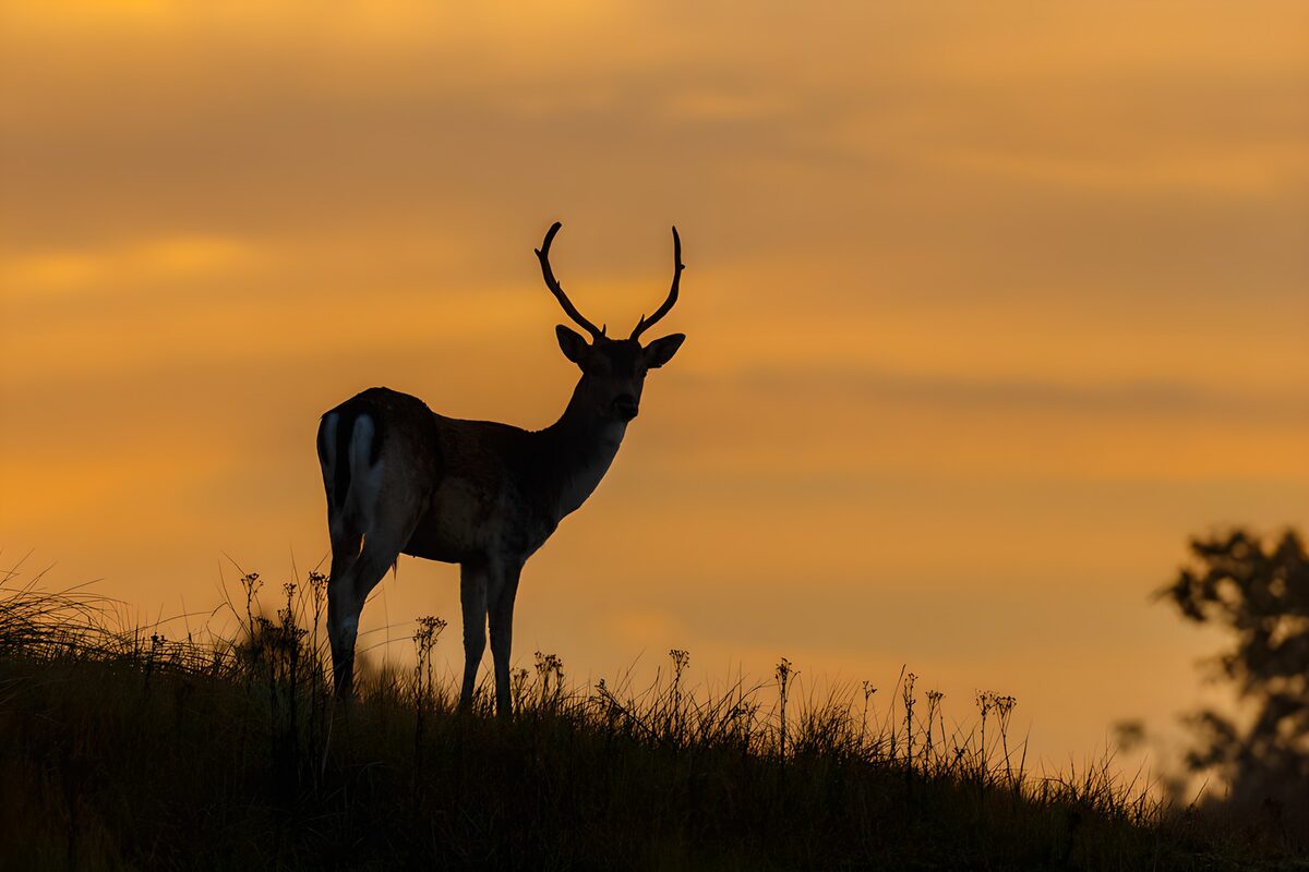 Hert silhouet bij zonsondergang