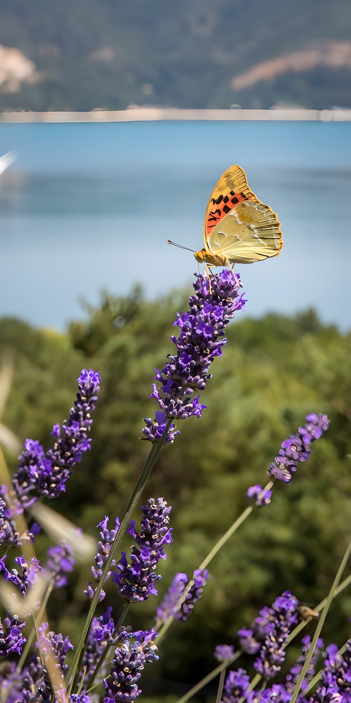 Vlinder op lavendel in het zonlicht