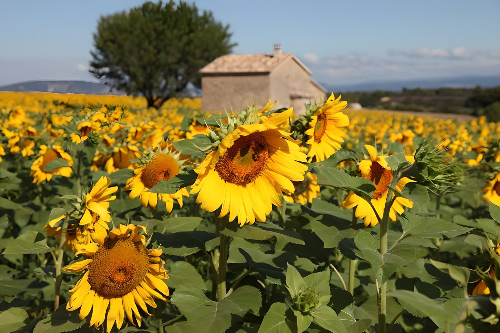 TP33479: Zonnige Zonnebloemen in het Platteland