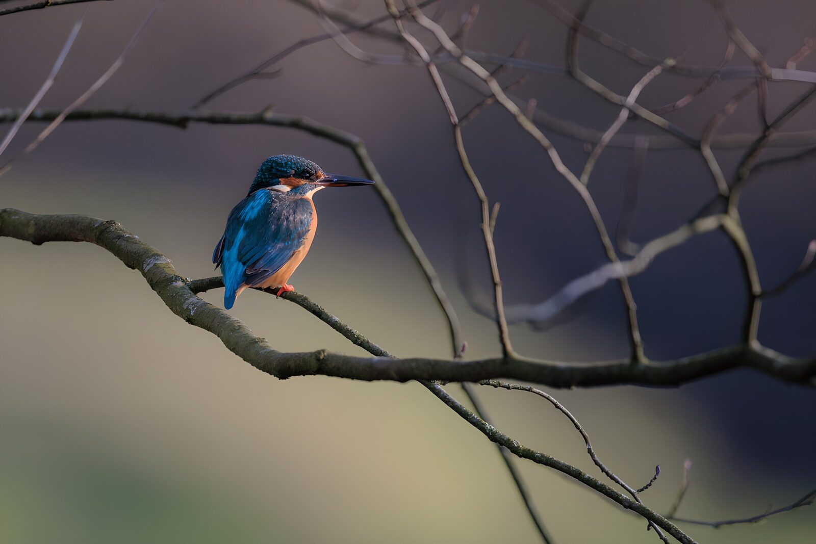 TP73824: IJsvogel op tak