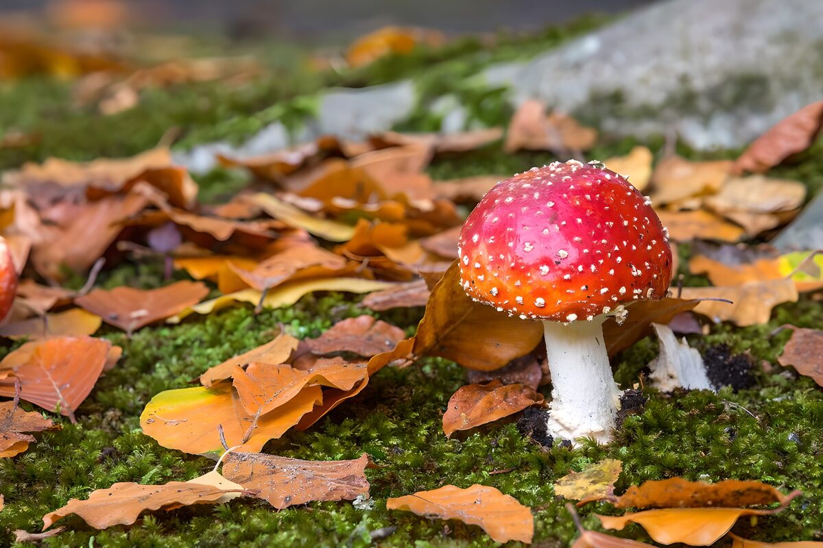 Vliegenzwam met herfstbladeren