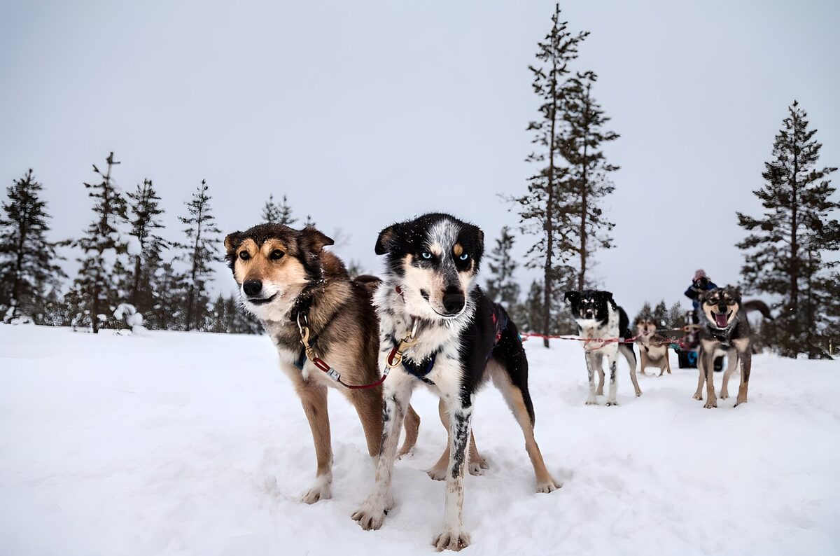 Honden aangespannen voor een slee in de sneeuw