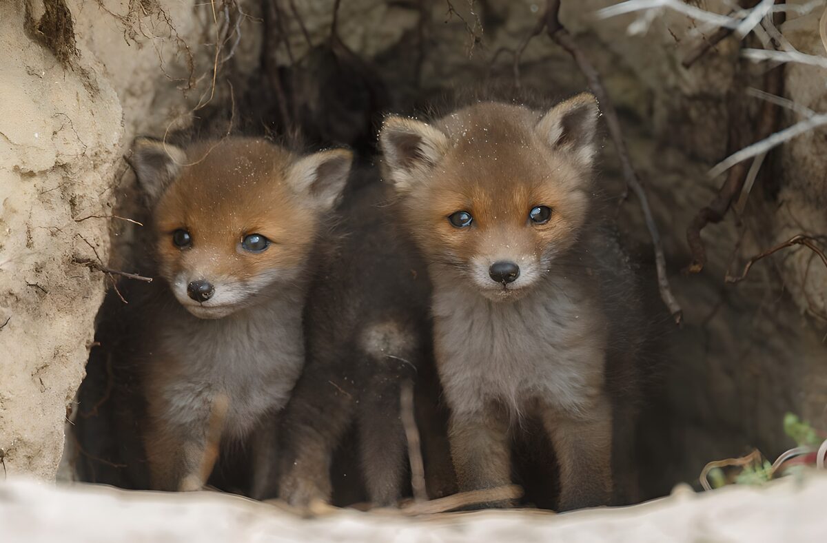 Schattige vosjes bij hun hol