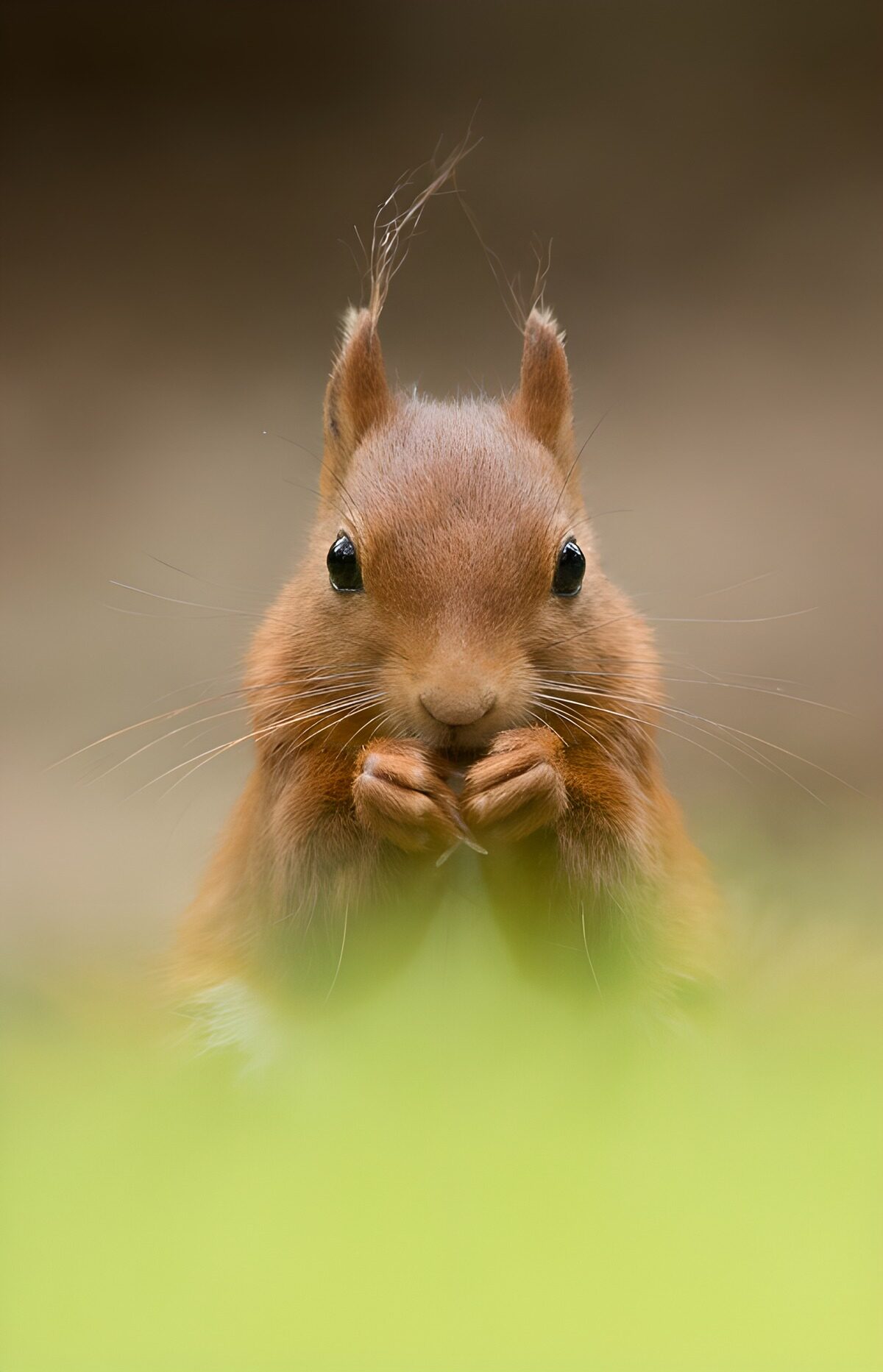 Schattig eekhoorntje in de natuur