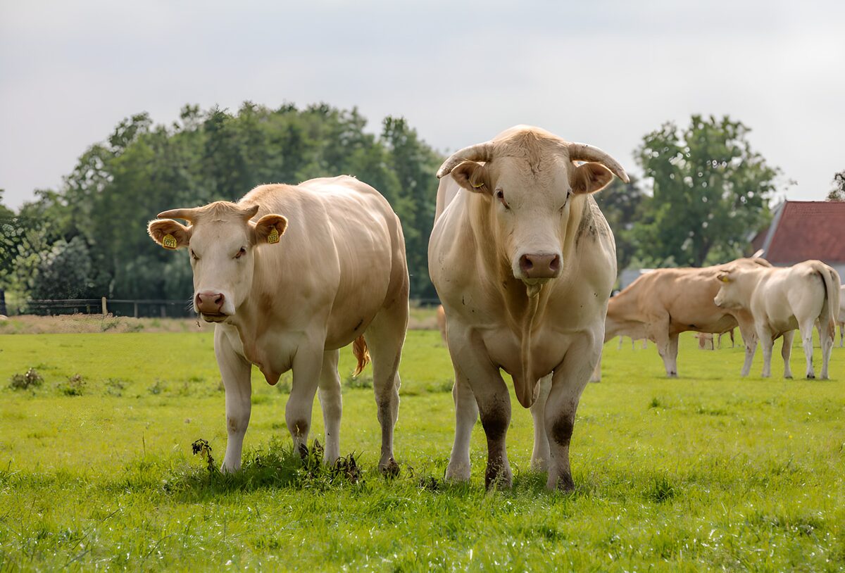 Twee sterke koeien op het veld