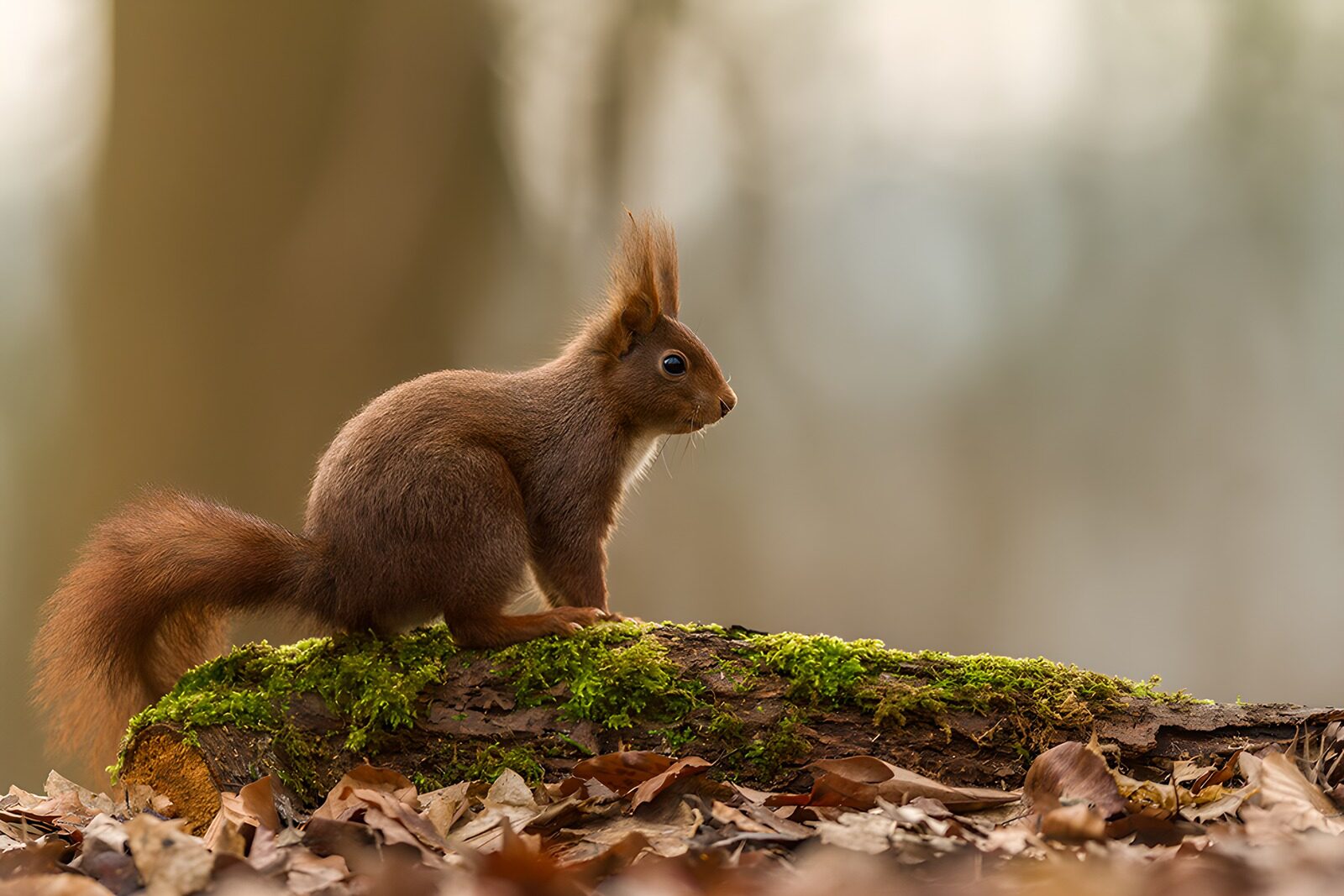 TP96136: Schattig eekhoorntje op een boomstronk
