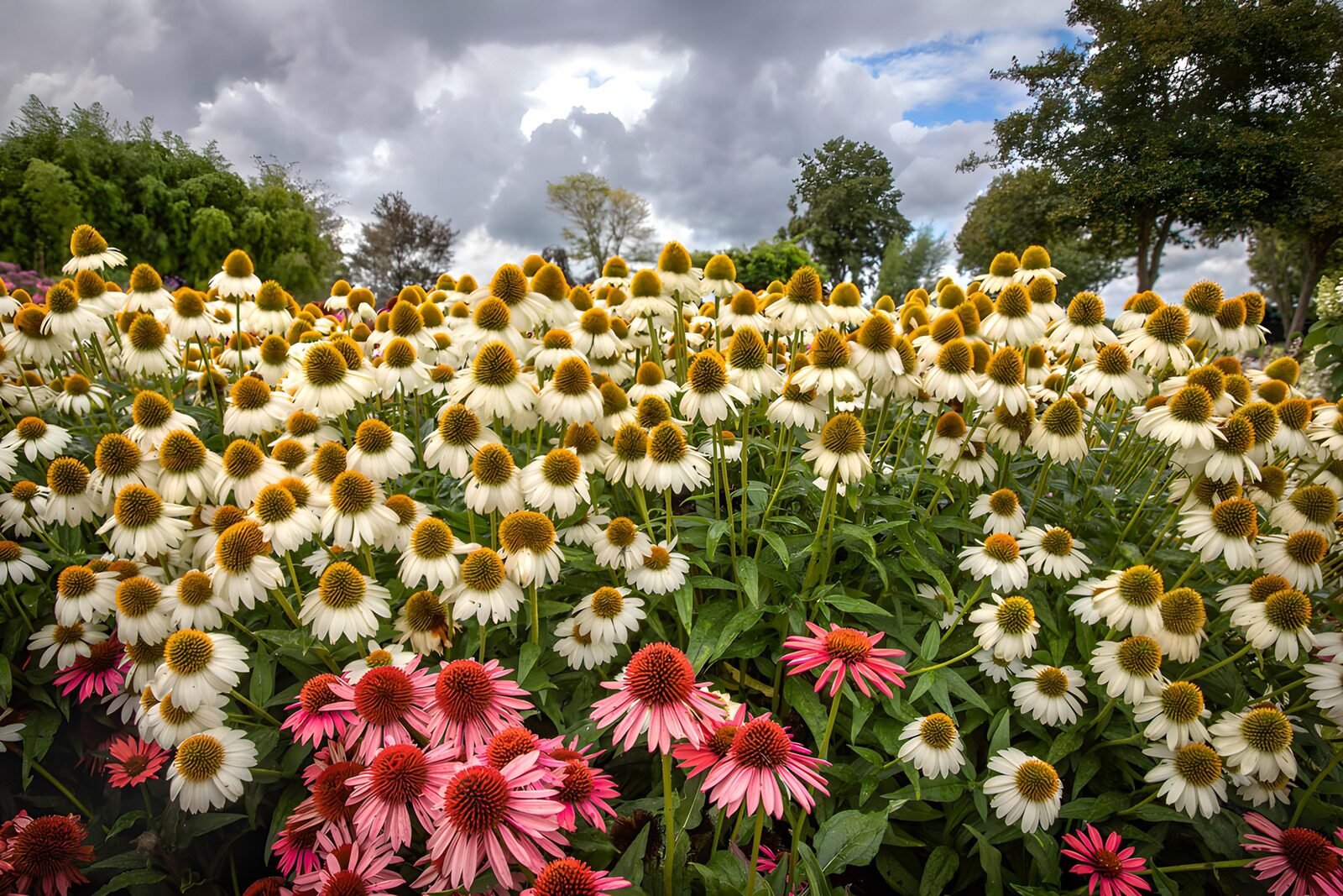 TP34944: Kleurrijke bloemenpracht in de natuur