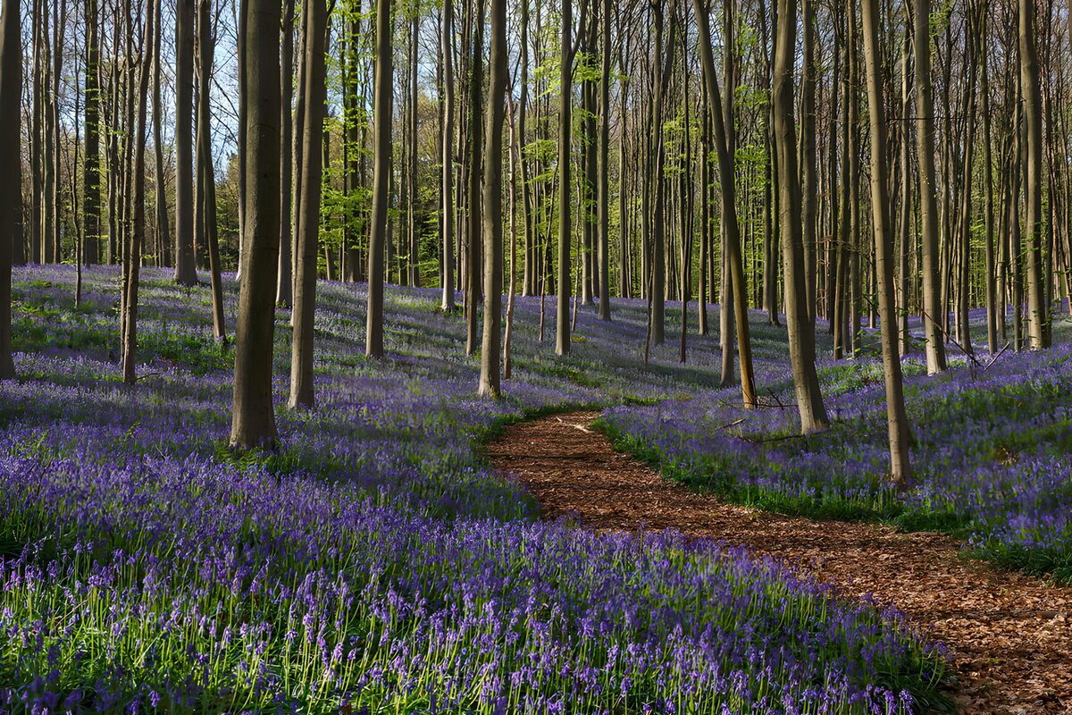 TP39617: Paden tussen blauwe bloemen in het bos