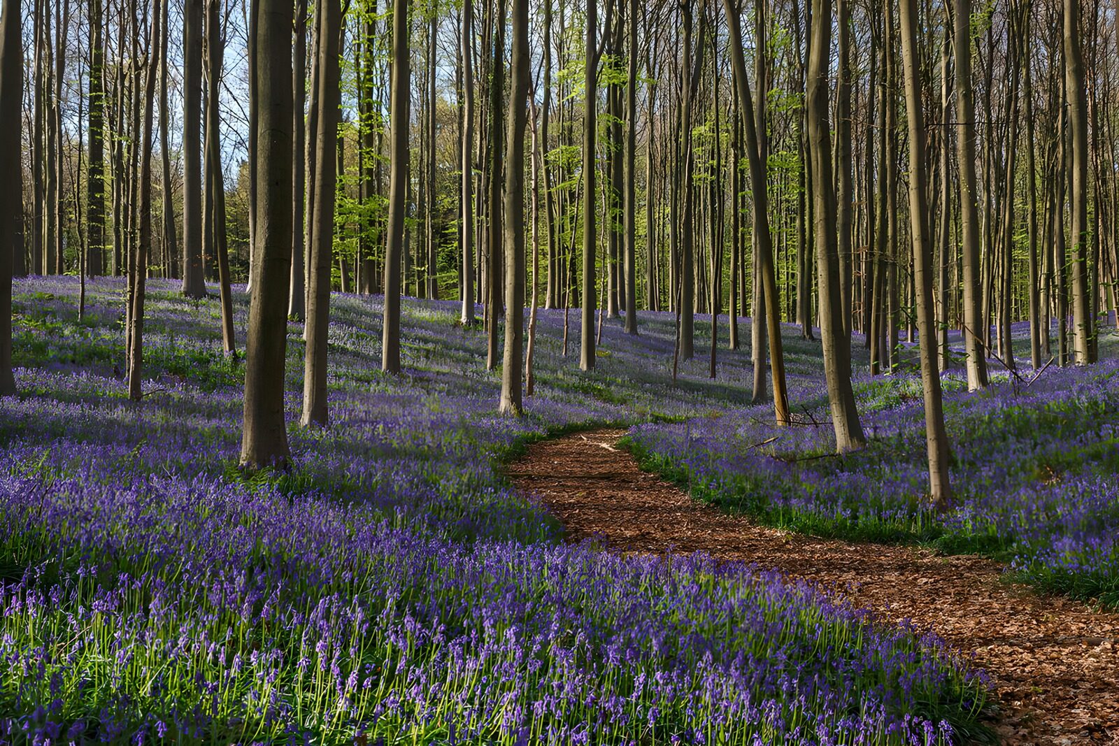 TP39617: Paden tussen blauwe bloemen in het bos