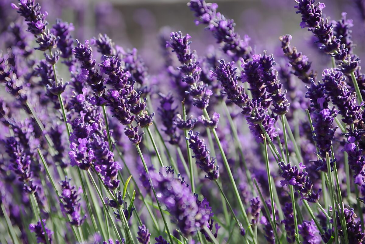 Prachtige Lavendel in Bloei