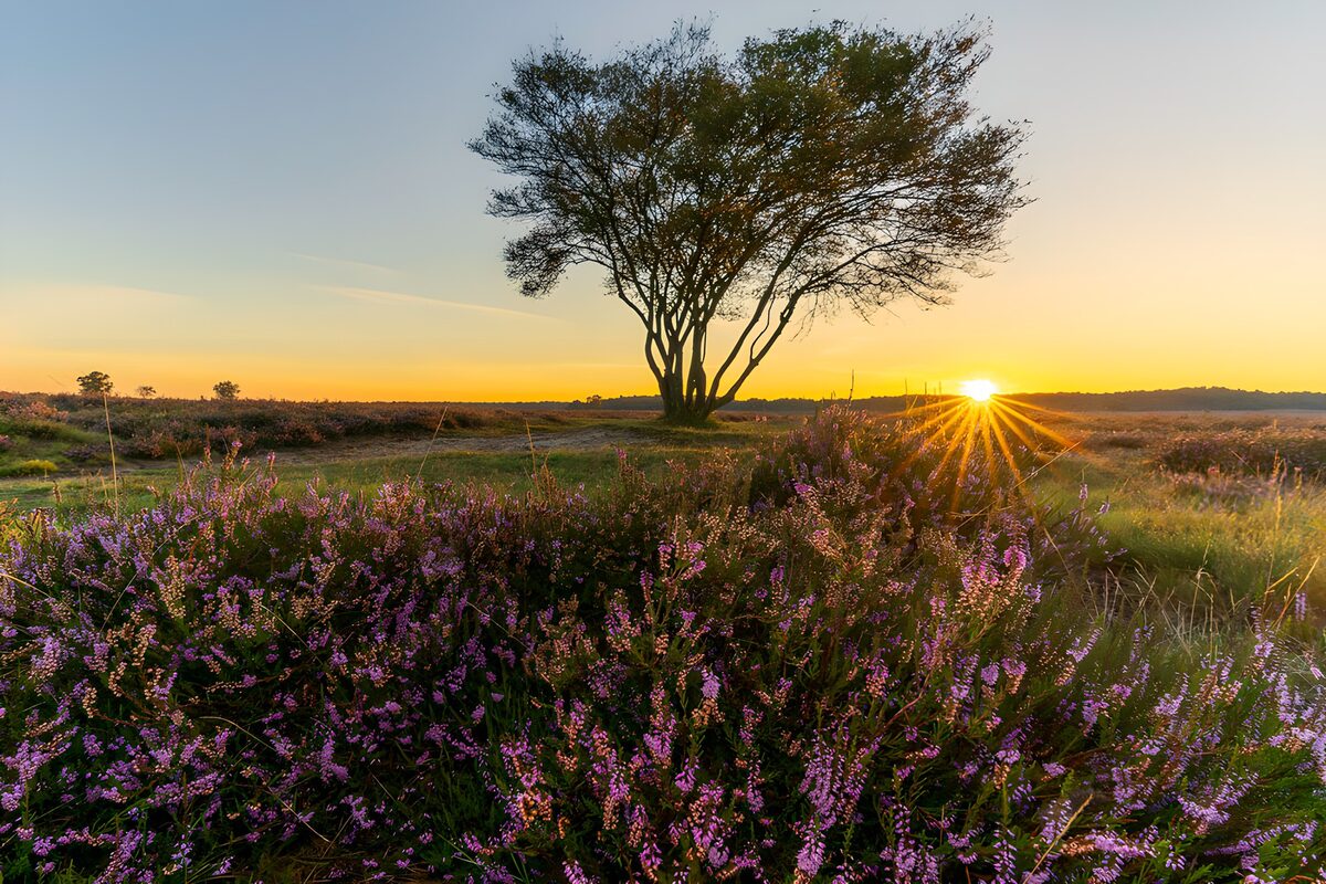 Zonsondergang boven paarse heide