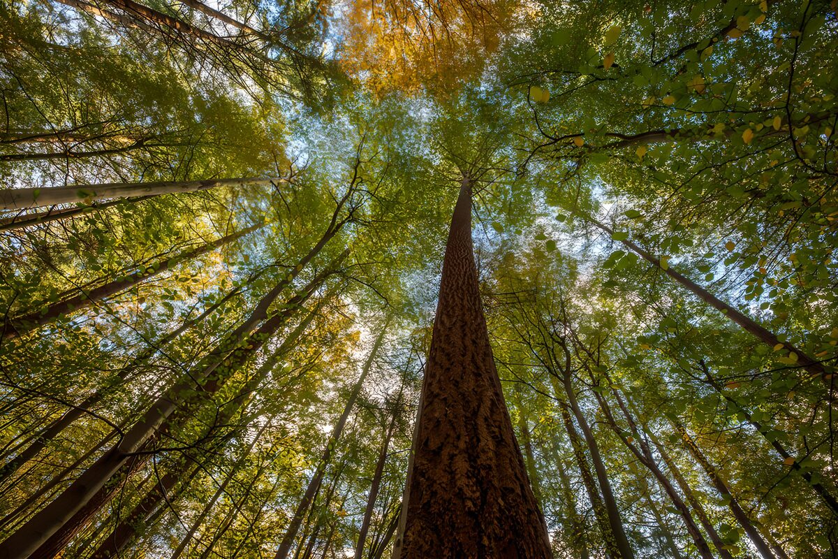Uitzicht op hoge bomen in het bos