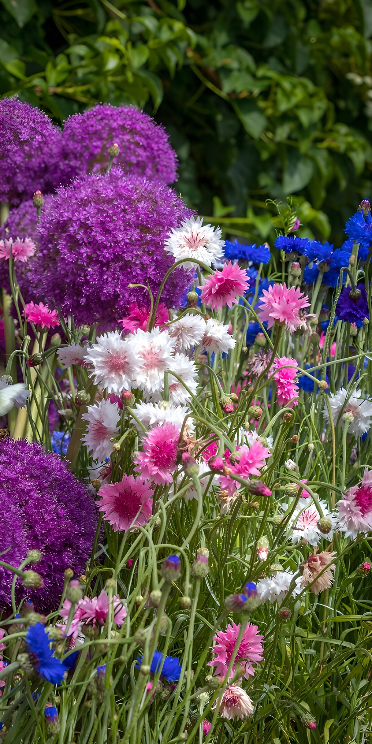 TP30607: Kleurrijke bloemenweide in bloei