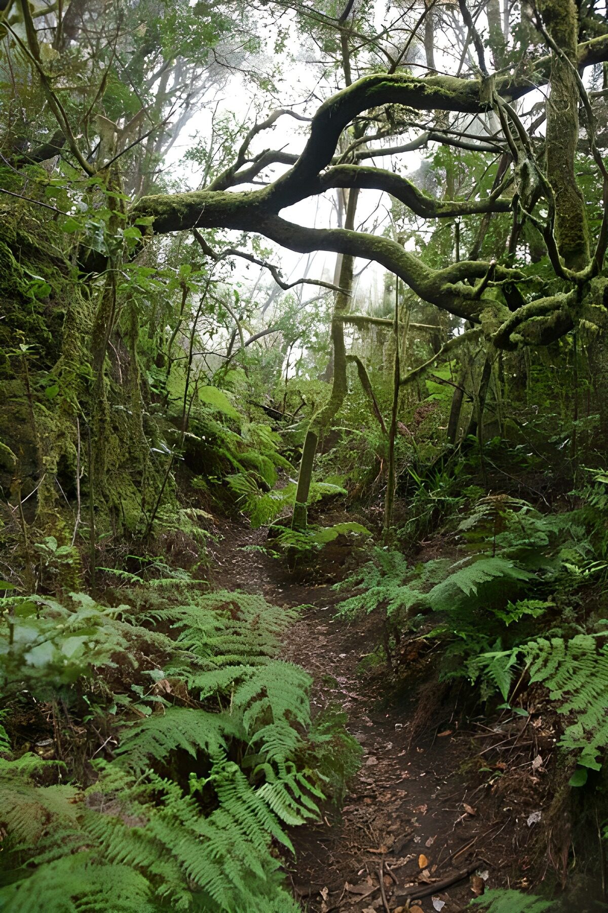 TP86190: La Gomera 37