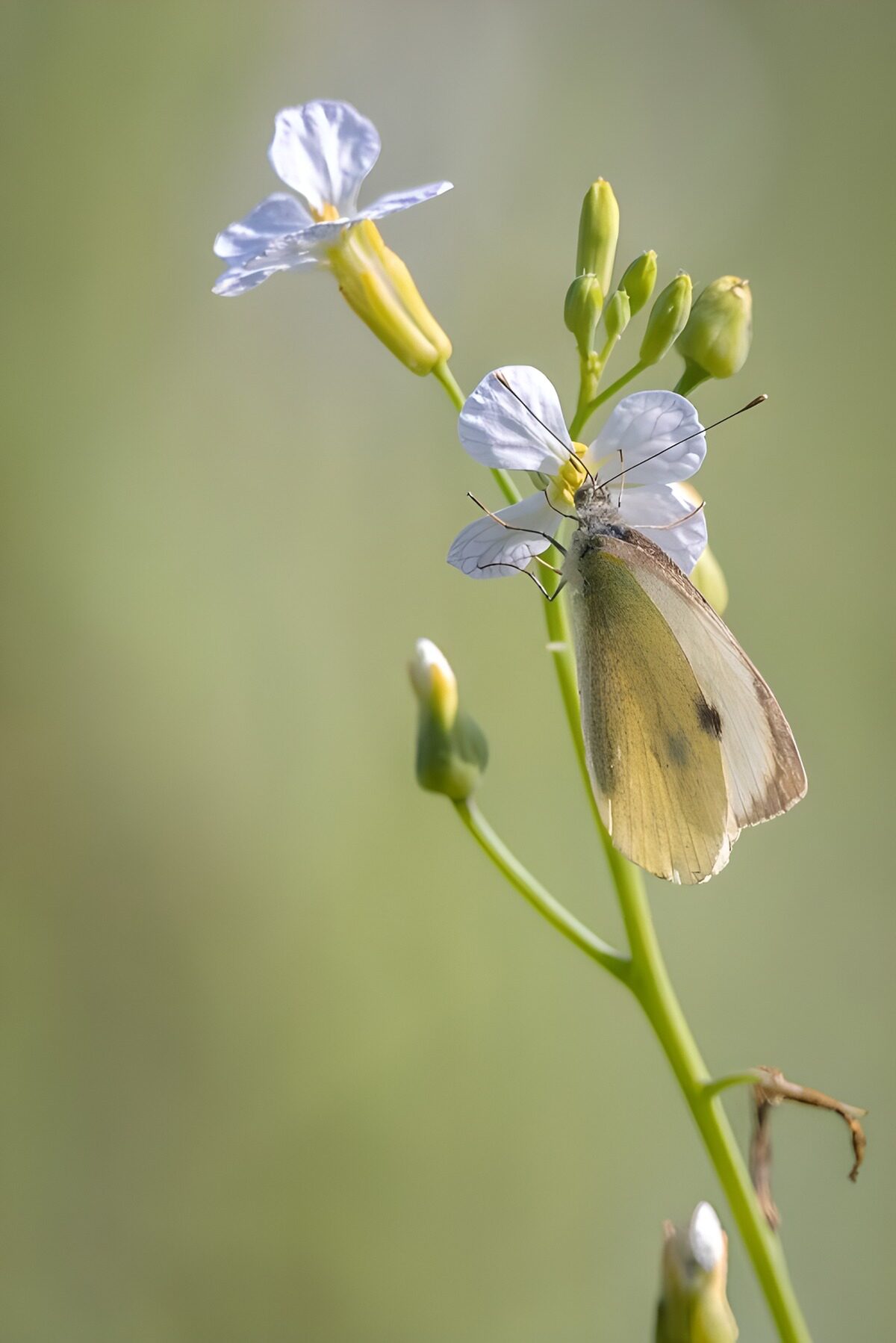 TP79475: Vlinder op een bloeiende plant