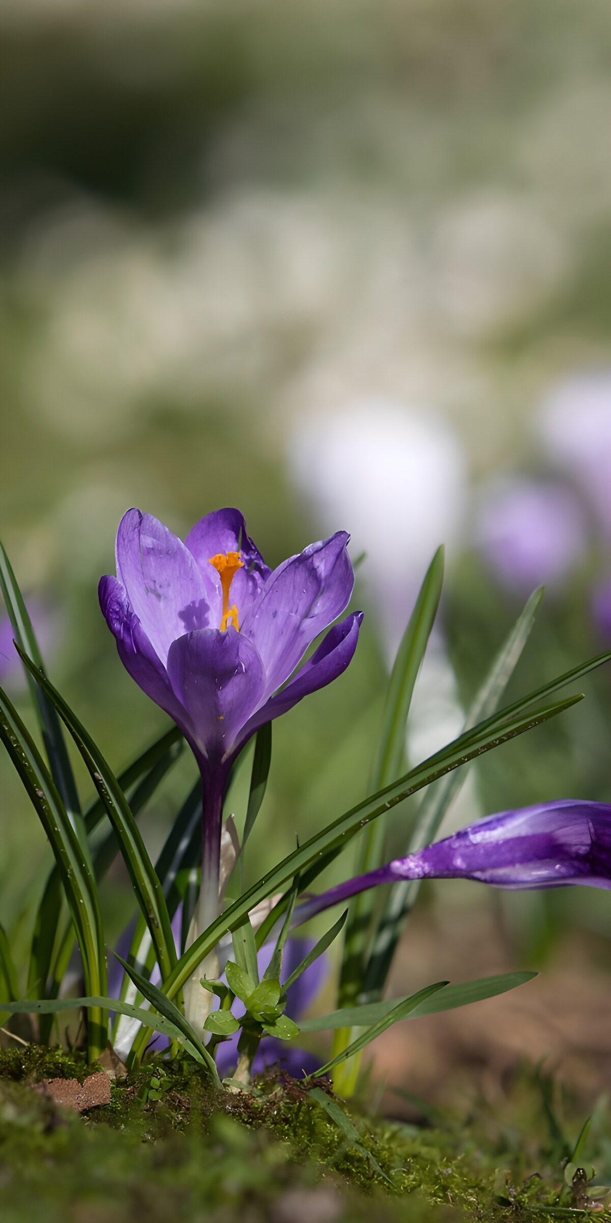 TP82215: krocus paars