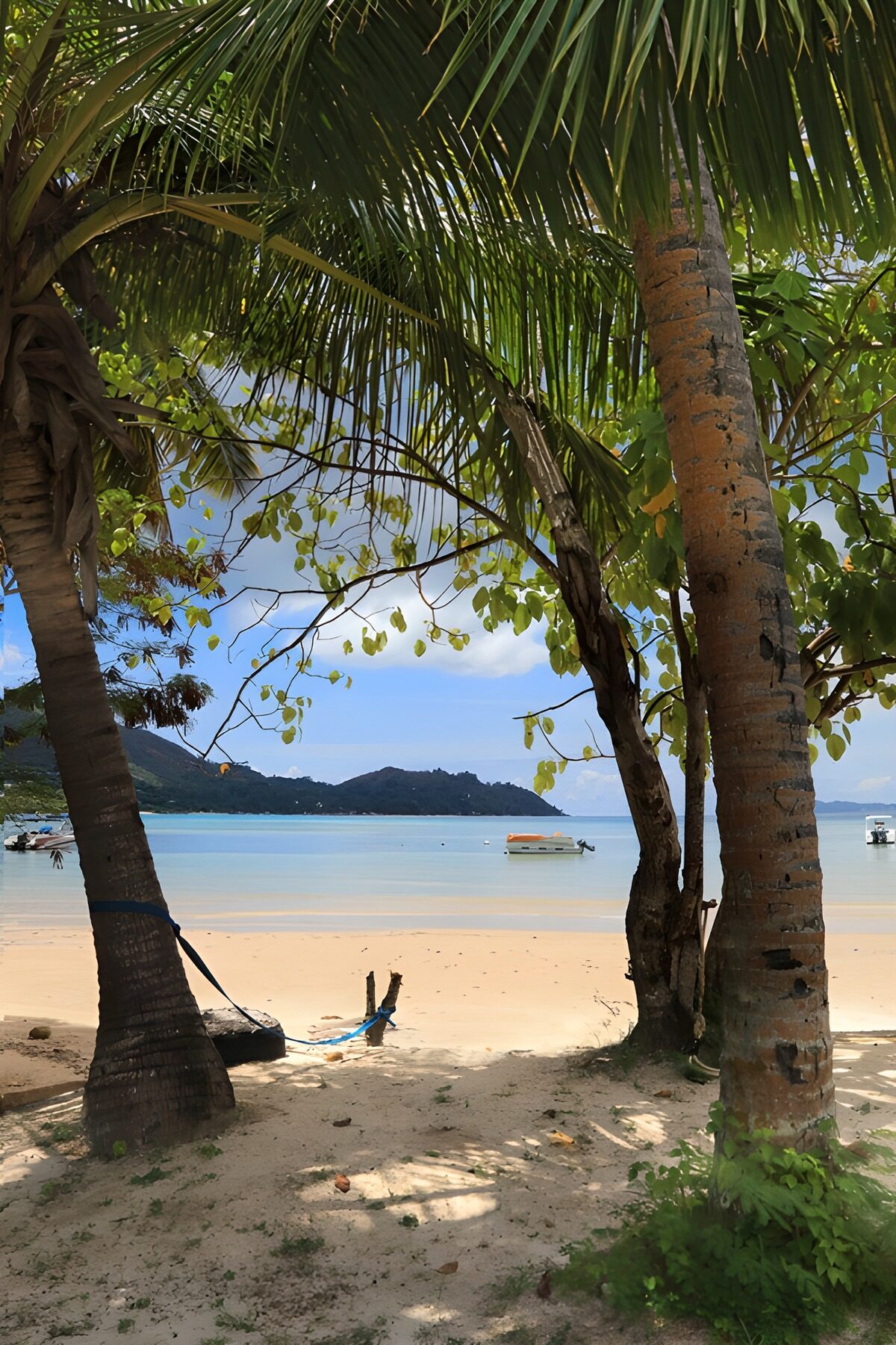 Doorkijk door palmbomen op zee