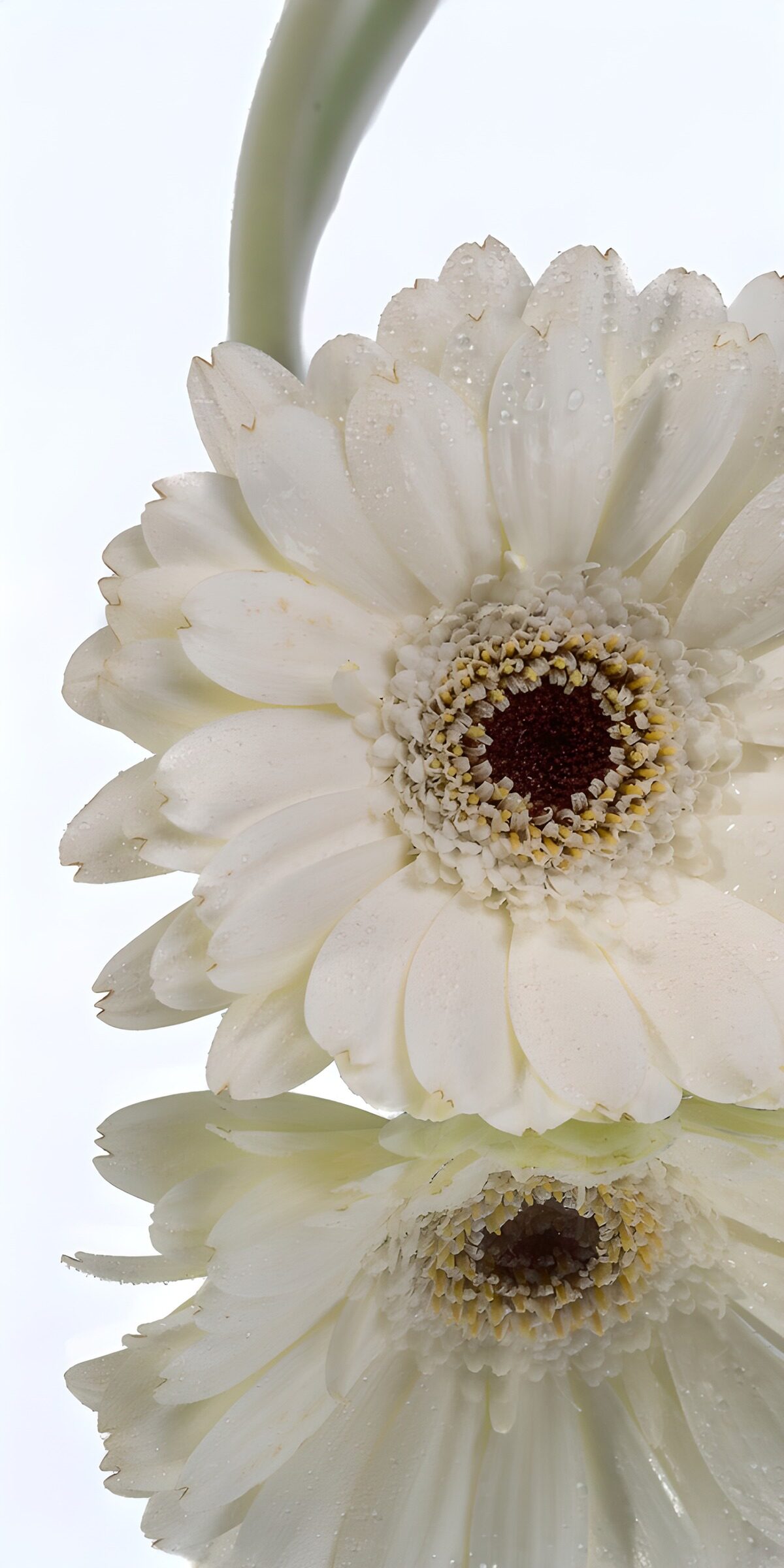 Witte Gerbera met Reflectie