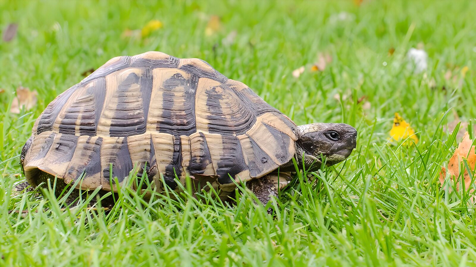 TP34425: Turty de Schildpad op het gras