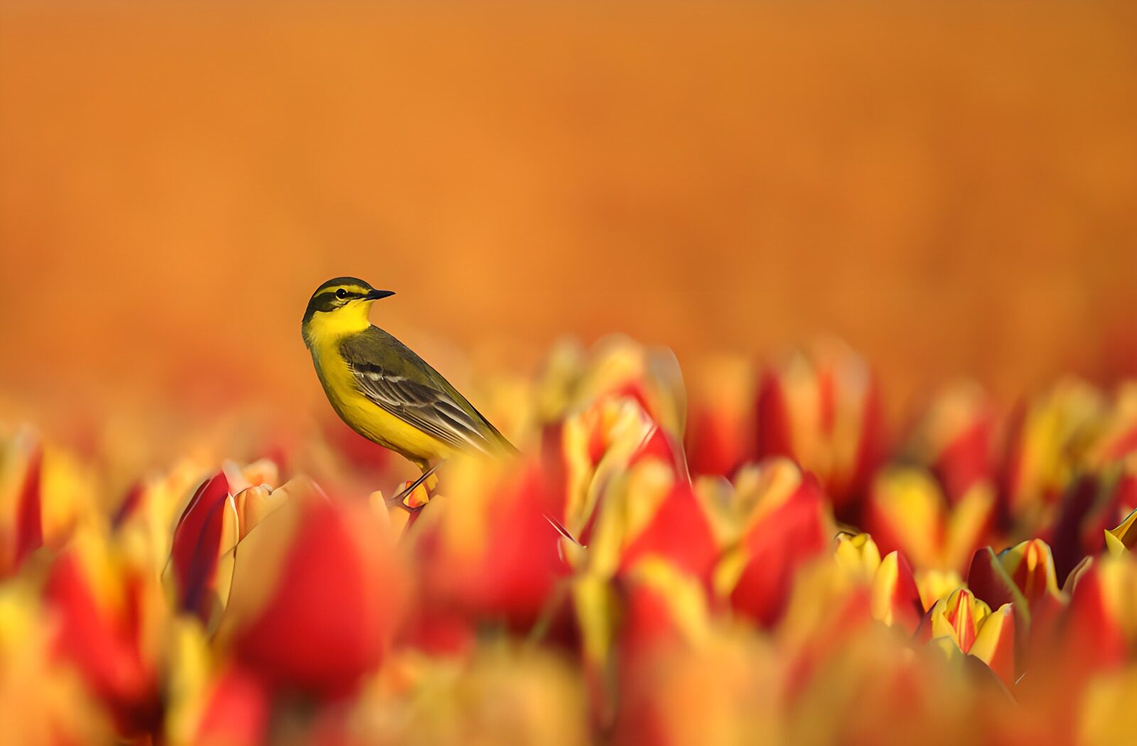 TP80171: Gele Vogel tussen Tulpen