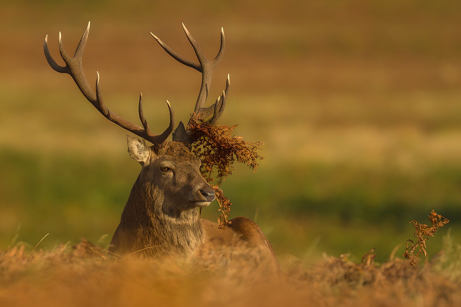 TP83709: Majestueuze edelhert in de natuur