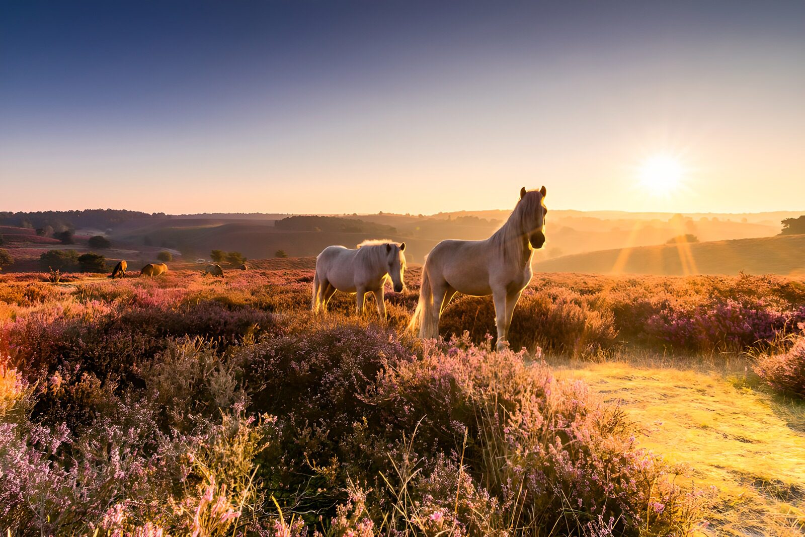 TP84825: Paarden in zonsopgang op heide