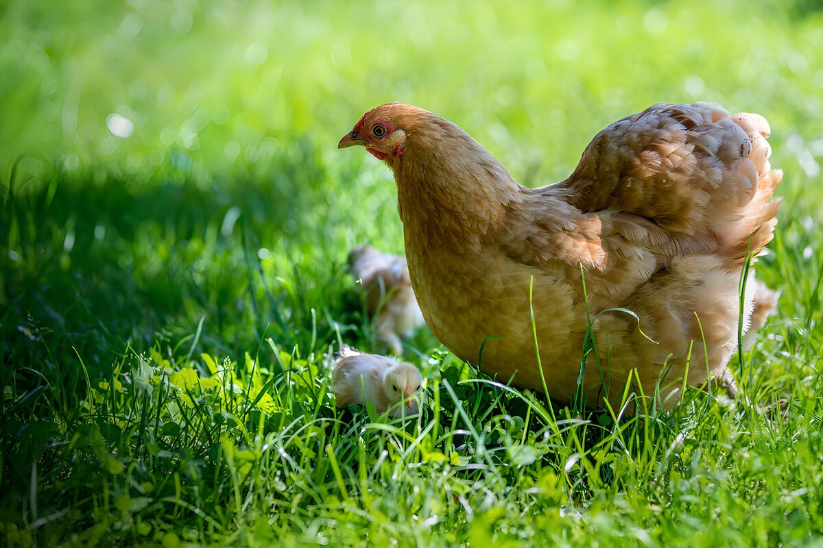 Moederhen met kuikens in het gras