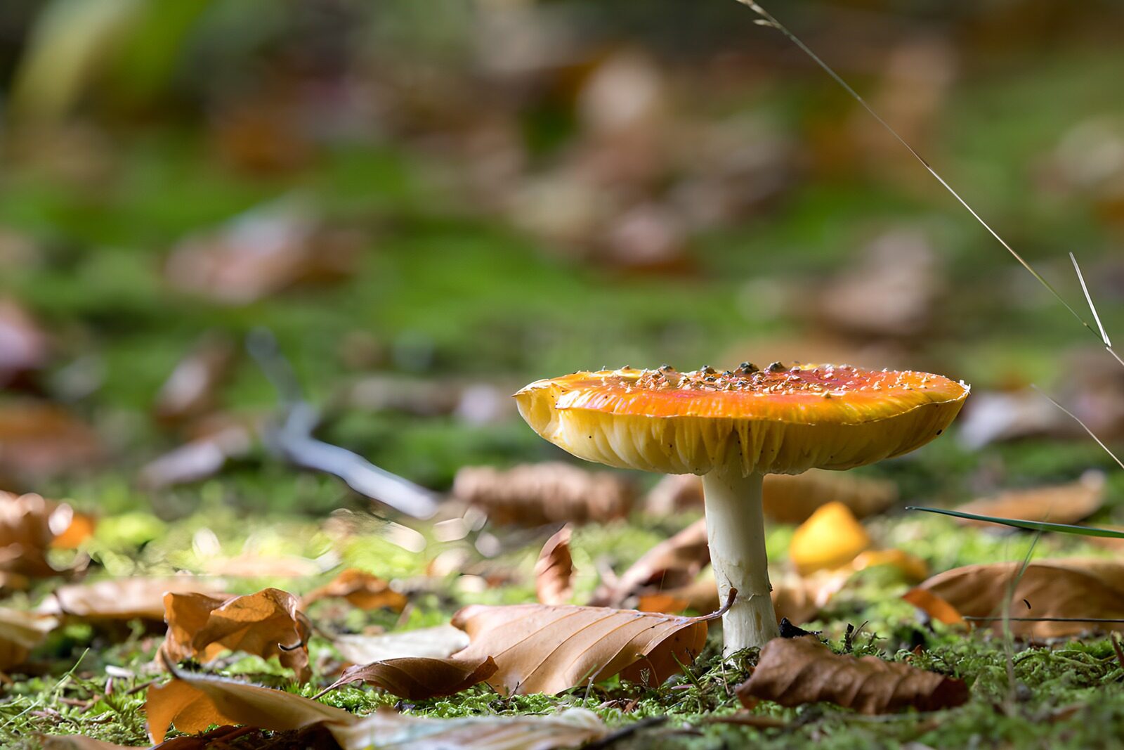 TP53748: Paddenstoel in het herfstbos