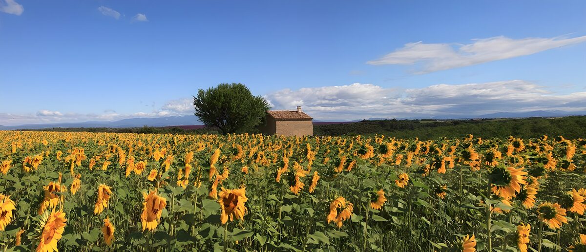 TP53895: Zonnebloemenveld met een boerderij