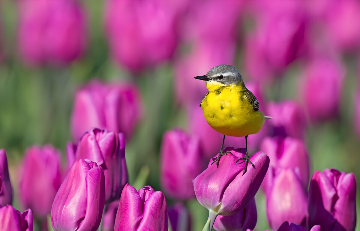 Gele Vogel Tussen Prachtige Tulpen