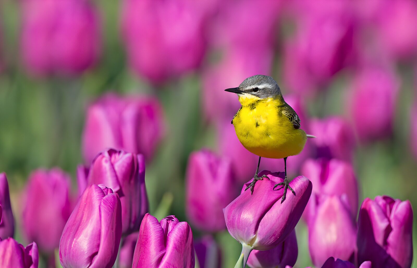 TP36188: Gele Vogel Tussen Prachtige Tulpen