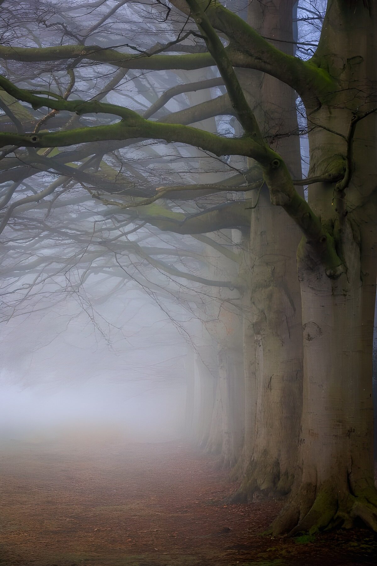Mystieke Bomenrij in de Mist
