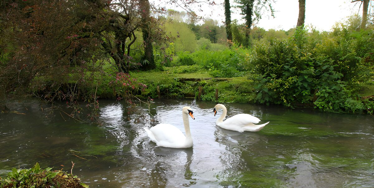 TP51836: Elegante zwanen in het serene water