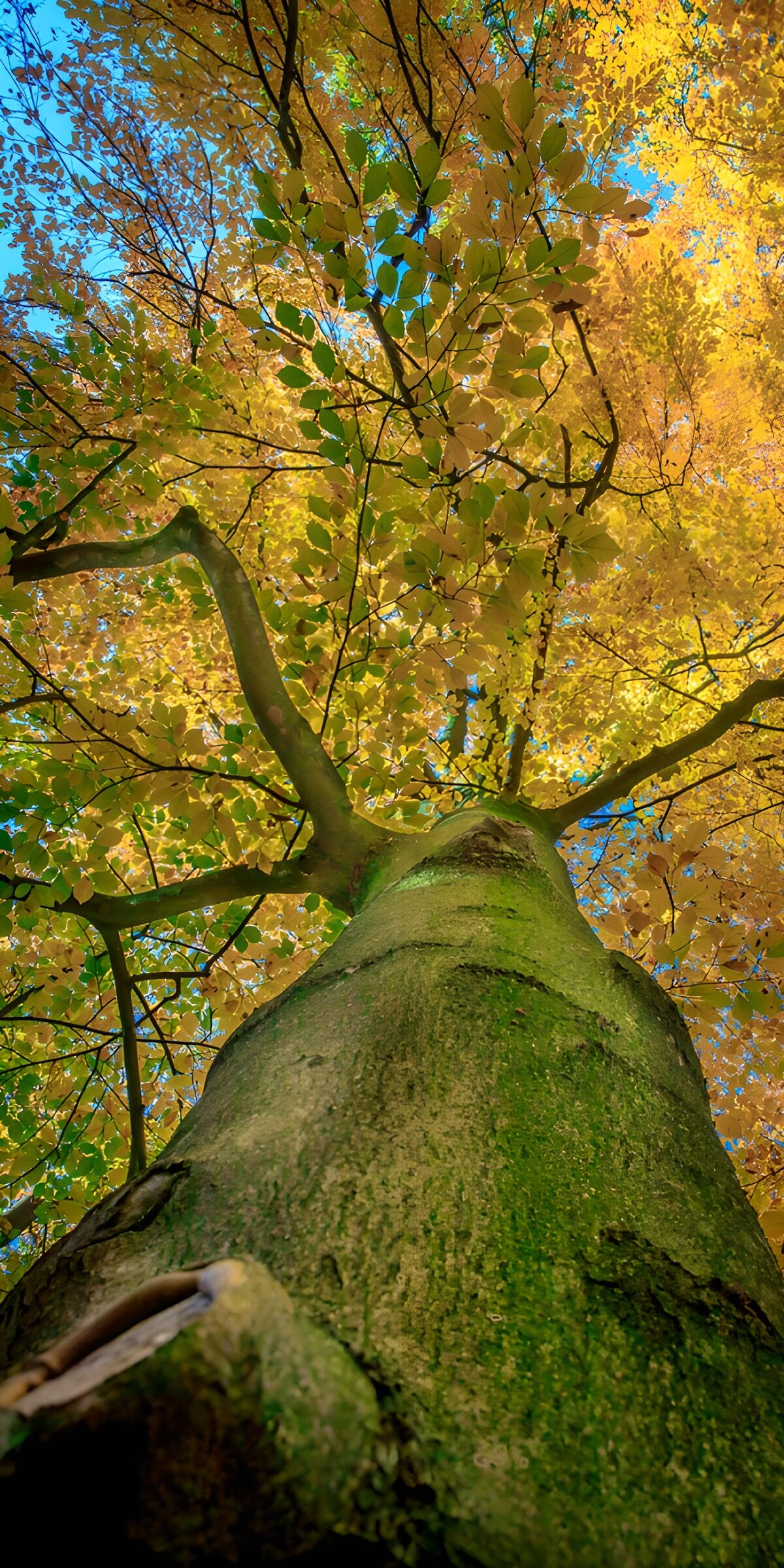 TP94702: Bos in herfst 4