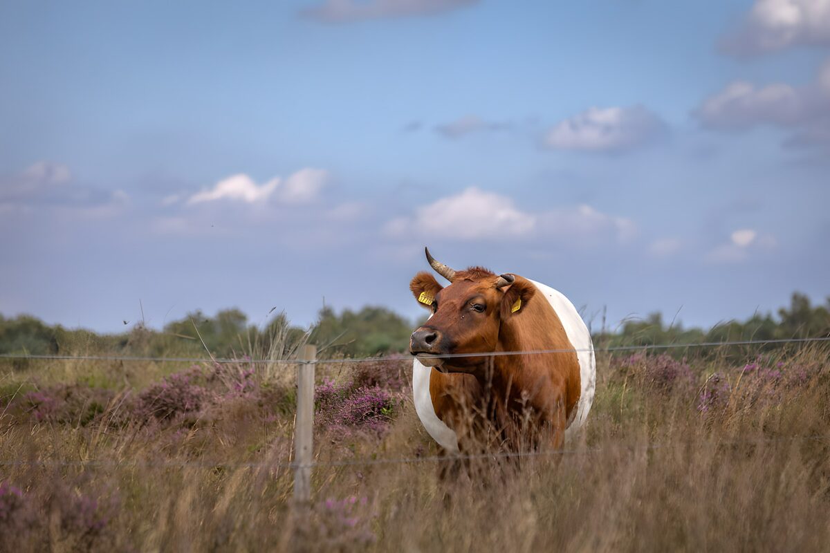 Gelukkige koe in het veld