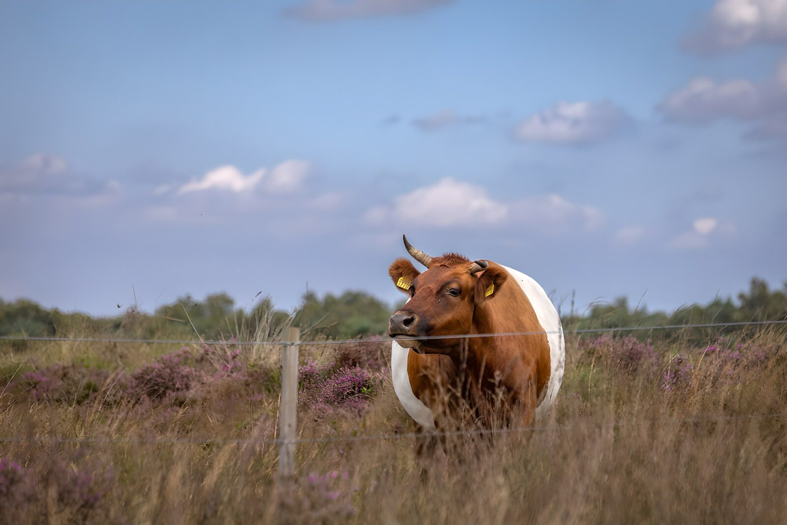 TP60225: Gelukkige koe in het veld