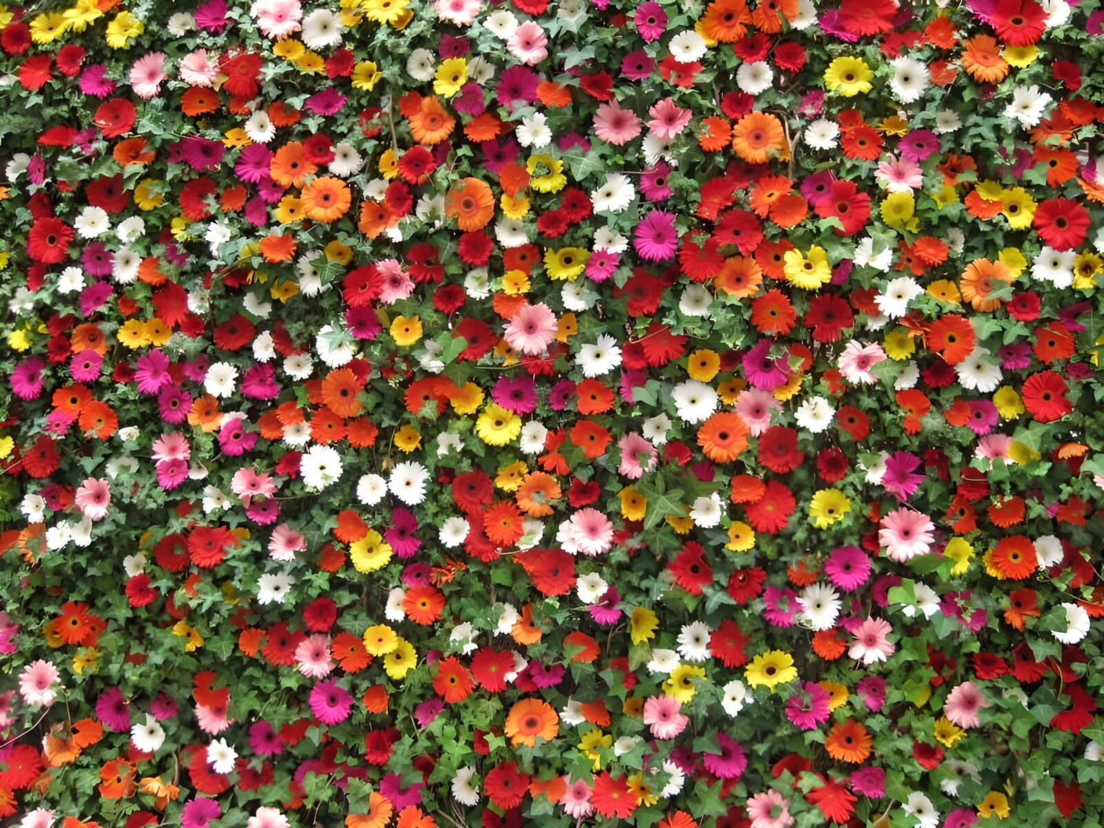 TP65526: Muur met bloemen