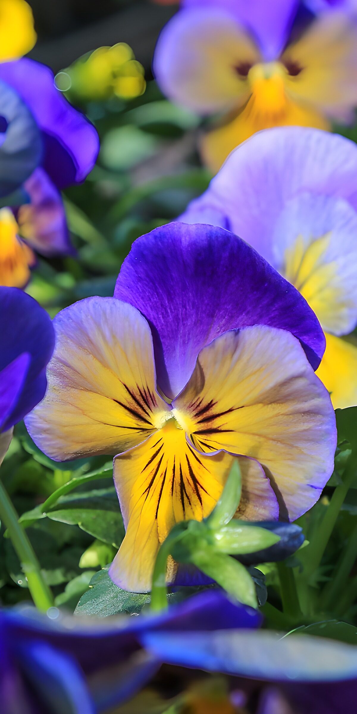 TP30730: Pansy in volle bloei