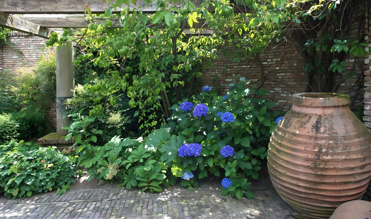 TP63983: Prachtige hydrangea in een tuin