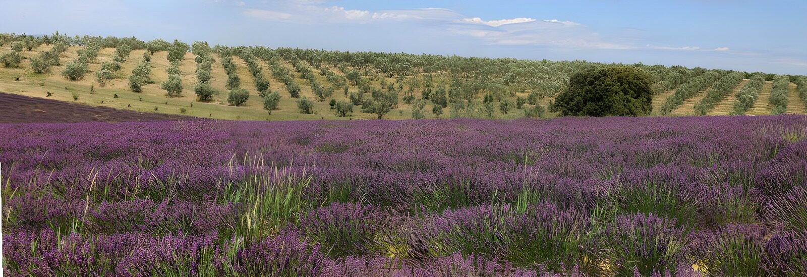 TP11385: Prachtig Lavendelveld tussen Olijfbomen