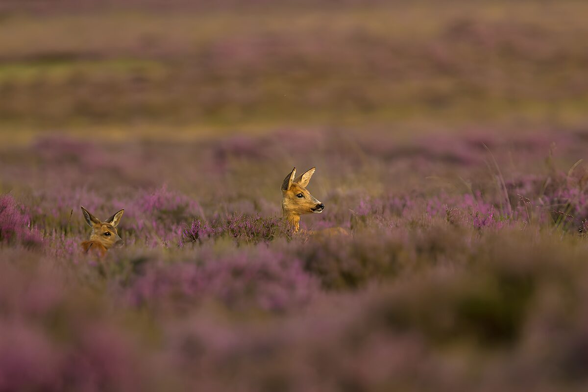 Reeen tussen paarse heide