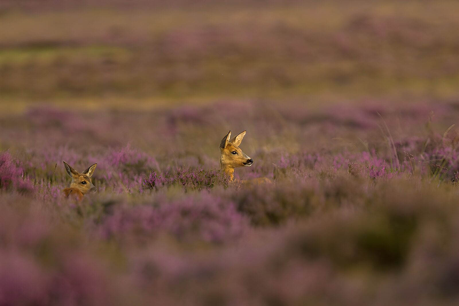 TP66981: Reeen tussen paarse heide