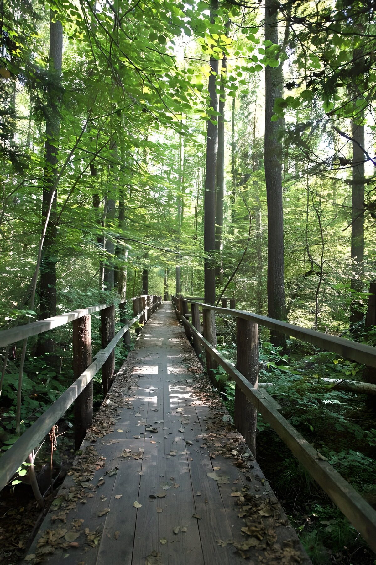 TP34506: Rustige houten loopbrug in het bos