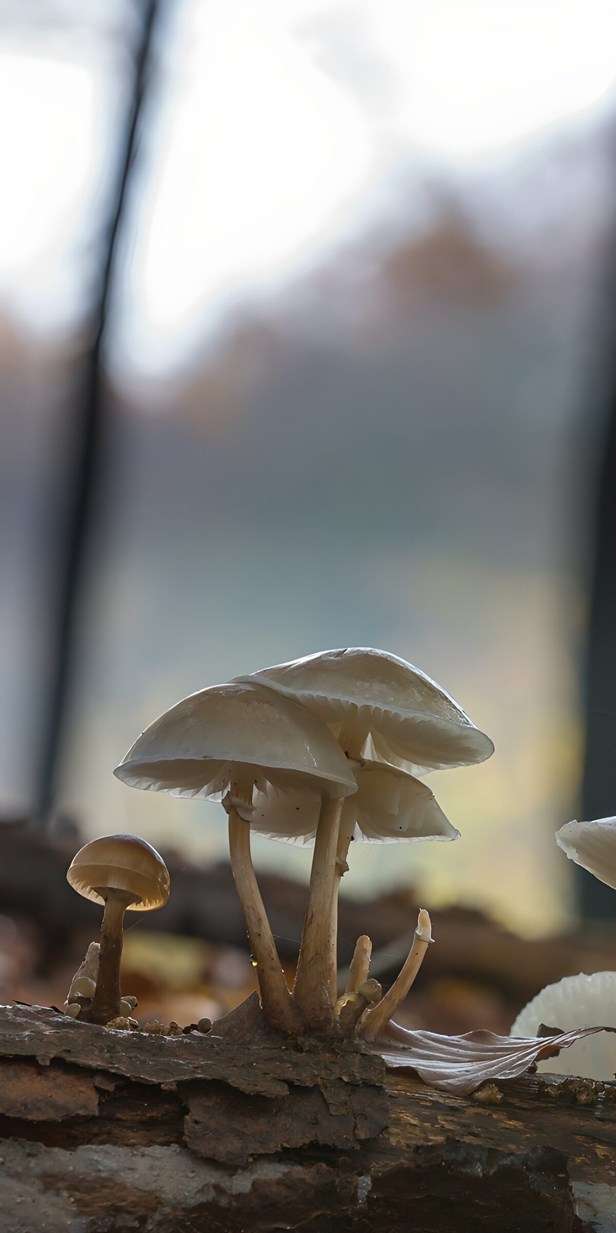 TP65889: Paddenstoelen op een boomstronk
