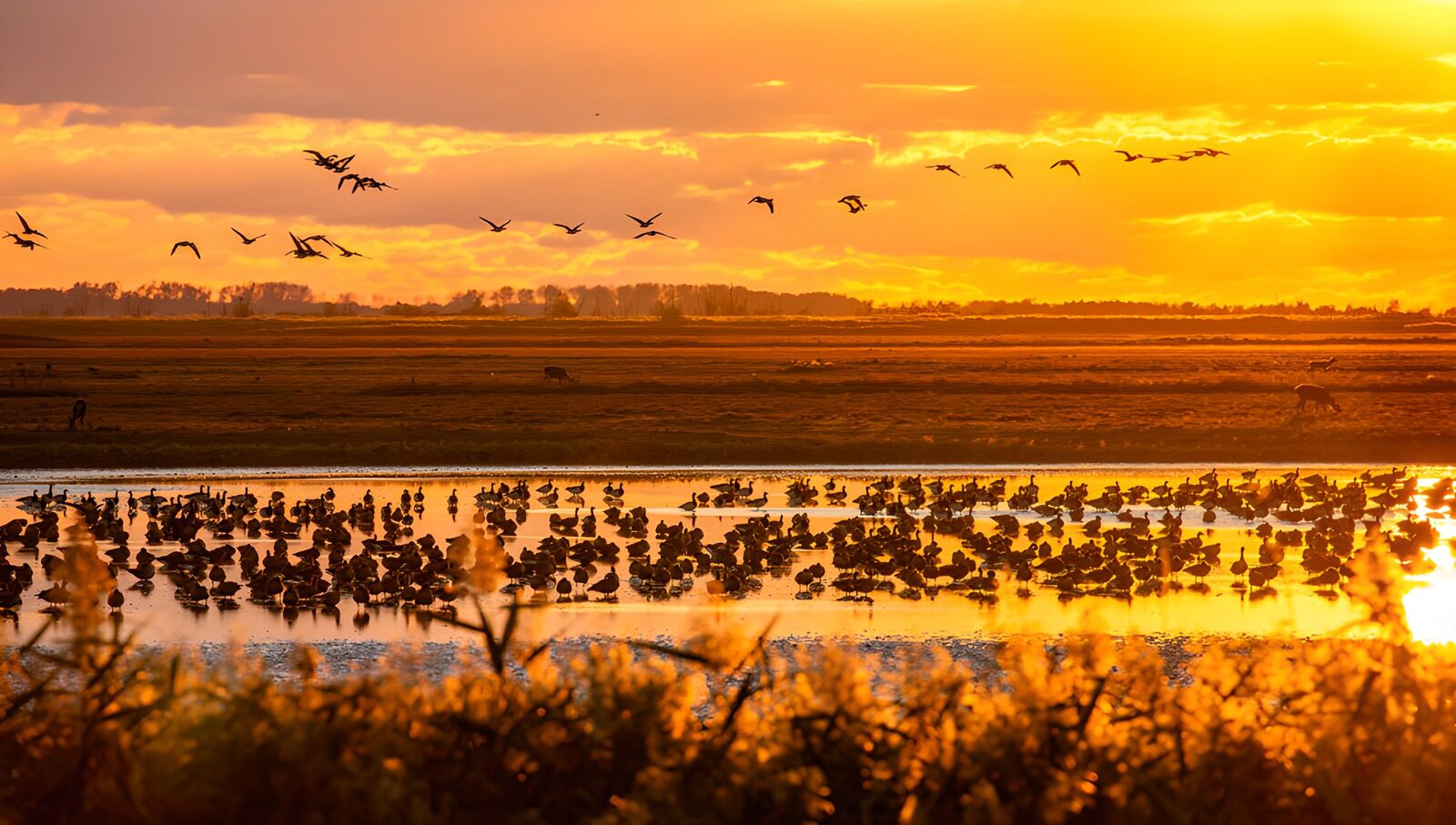 TP77985: Zonsopgang boven een vogelrijk landschap