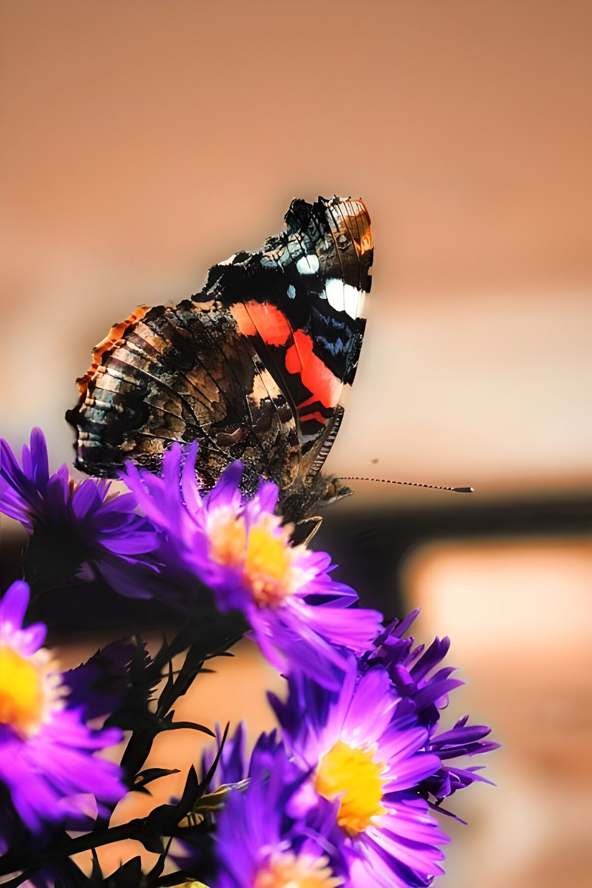 Paarse bloemjes met atlanta vlinder