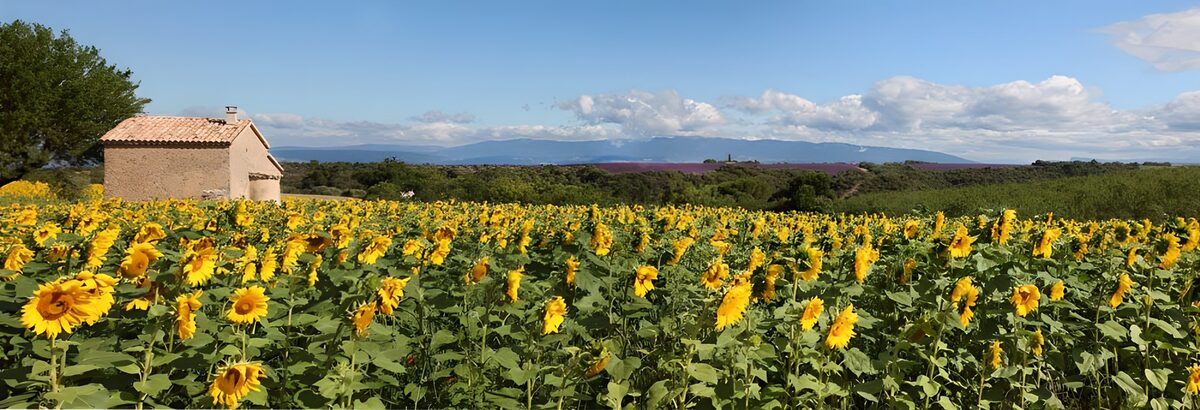Zonnebloemenvelden onder een blauwe lucht